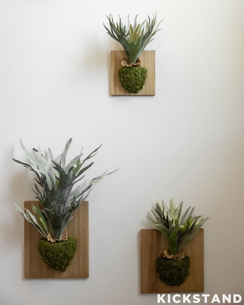 Three mounted staghorn ferns on a Lexington office wall